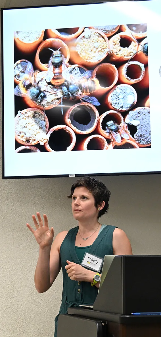 UC Davis bee researcher Felicity Muth discussing bee condos for leafcutter bees. (Photo by Kathy Keatley Garvey)