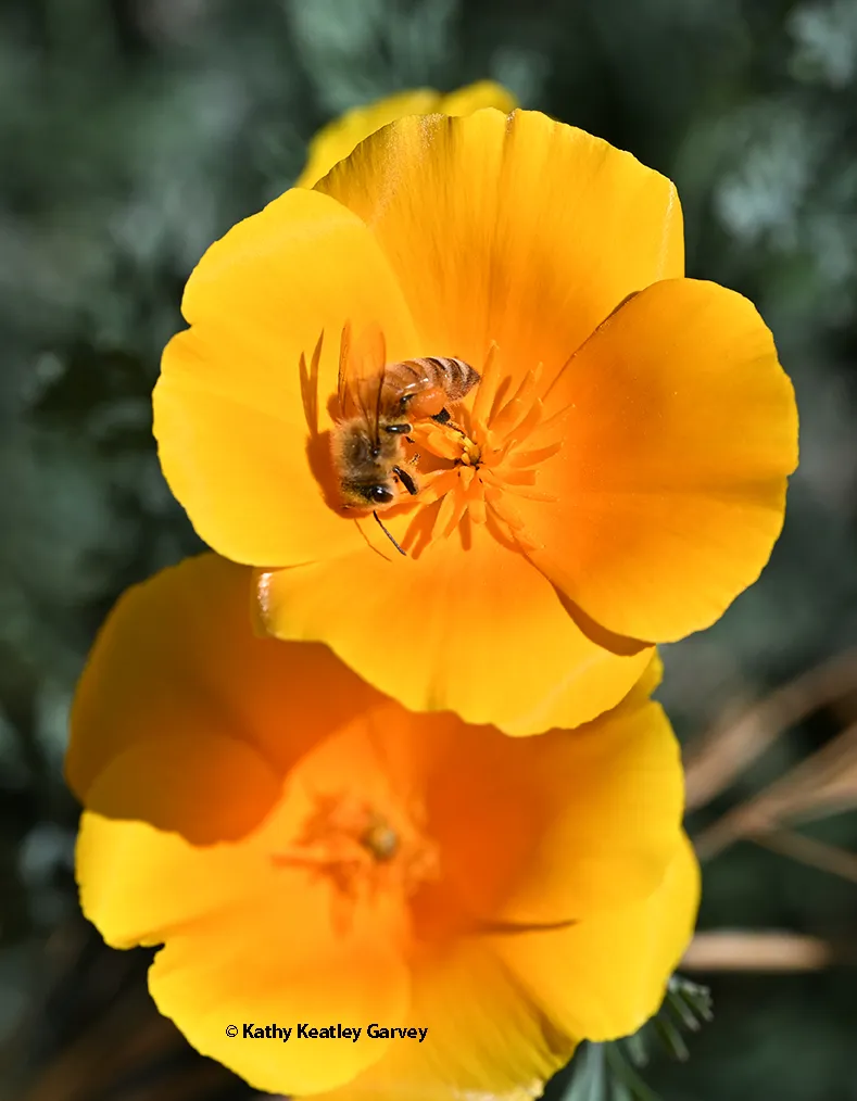 A honey bee foraging on a California golden poppy.