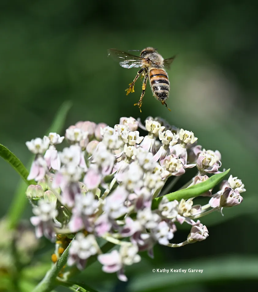 A honey bee, with pollinia on its legs, takes flight from a milkweed at the UC Davis Ecological Garden.