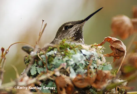 A hummingbird sitting on her nest. (Photo by Kathy Keatley Garvey)