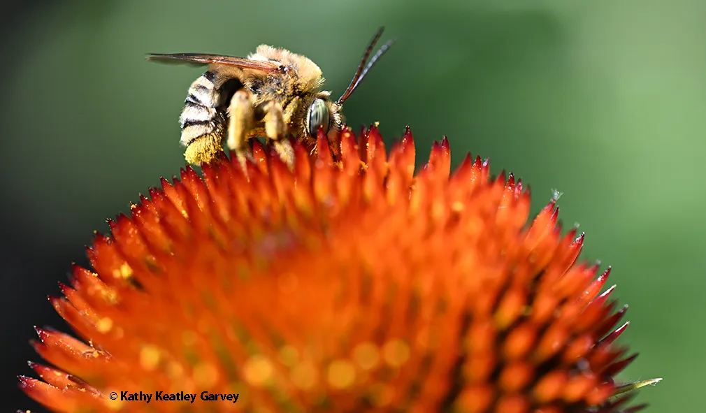 Longhorn bee on a purple coneflower. (Photo by Kathy Keatley Garvey)