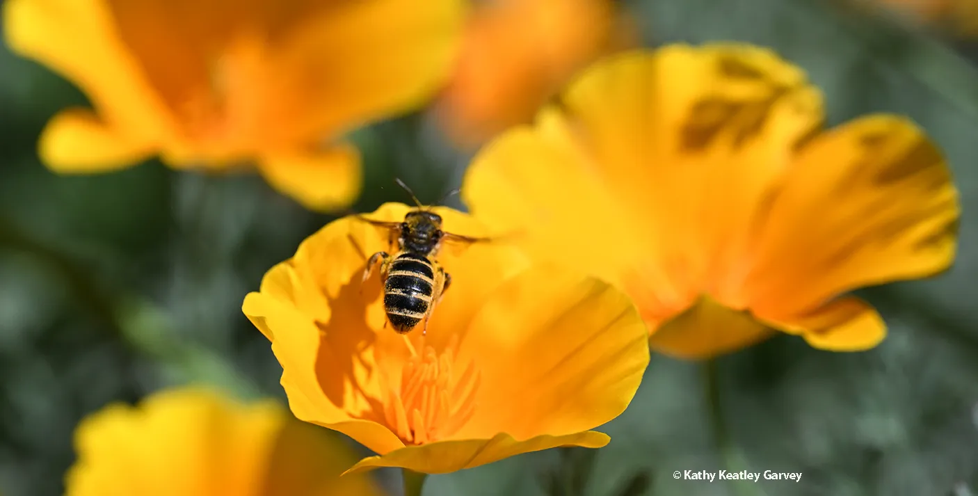 A bee in the genus Halictus leaving a California golden poppy.
