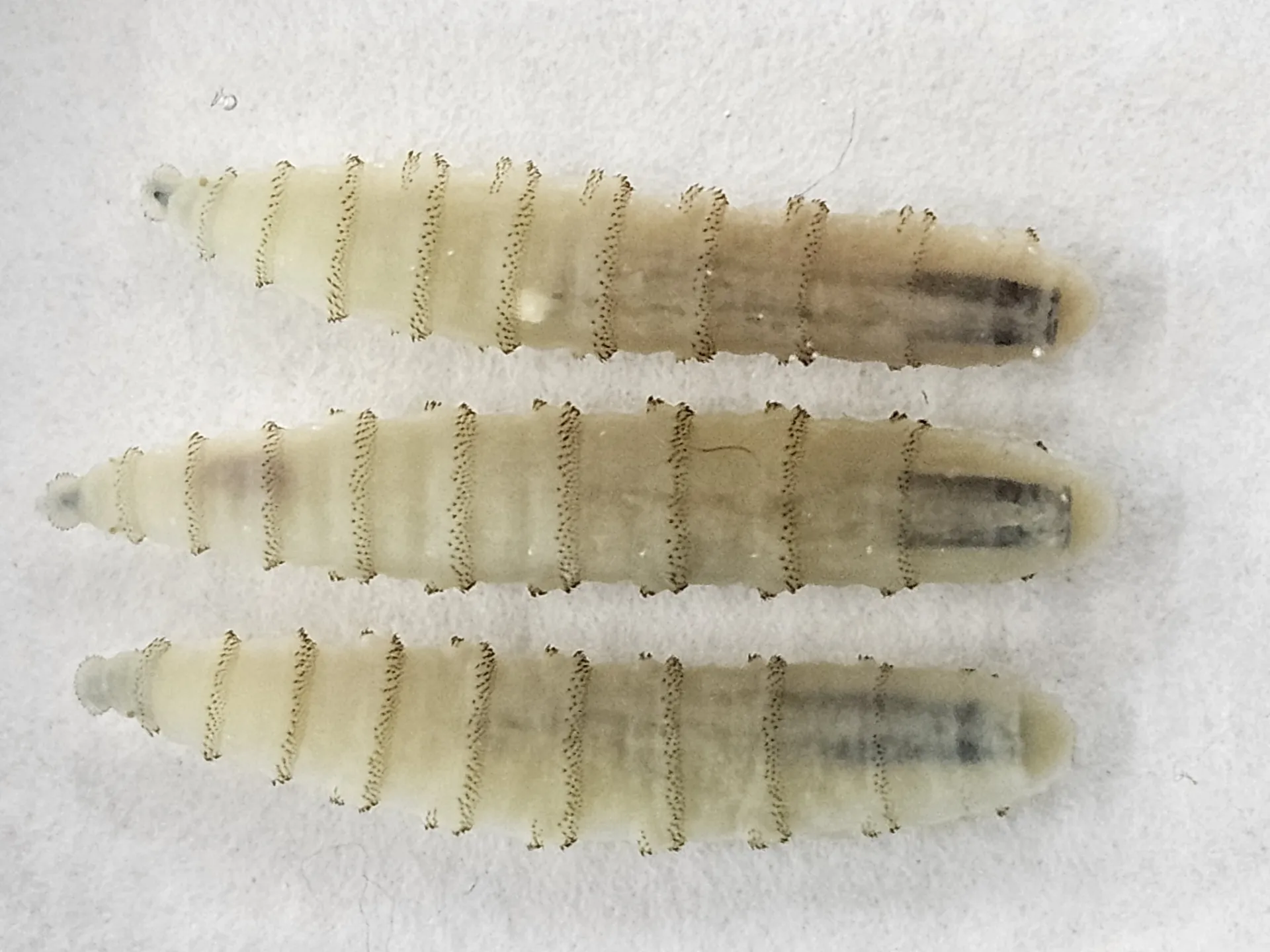 zoomed in view of three pale new world screwworm larvae on a white background