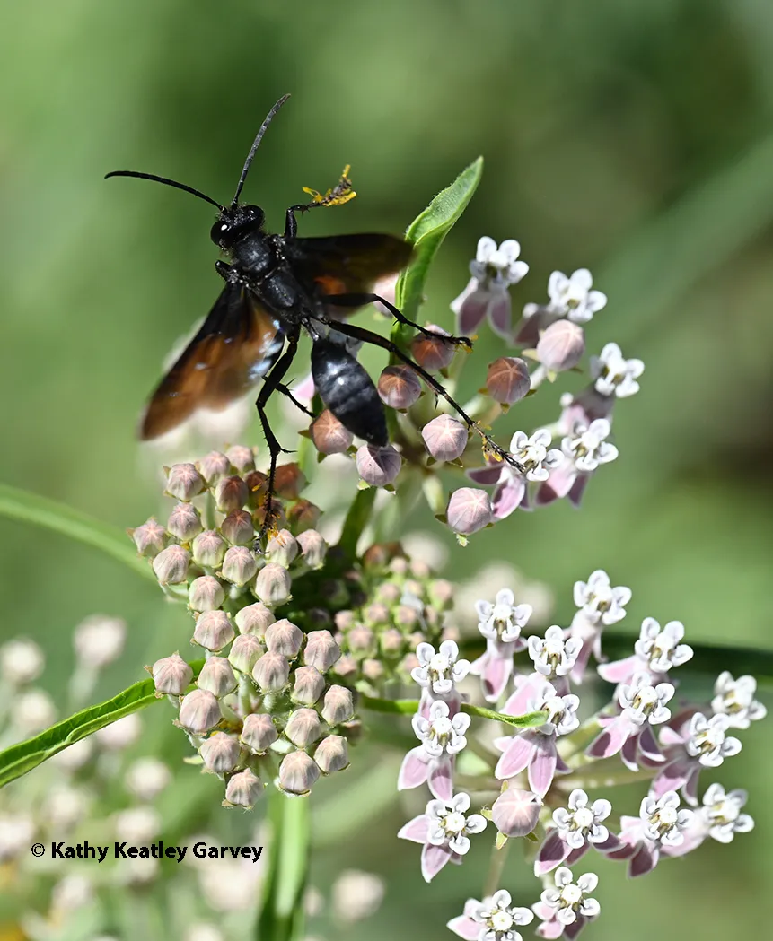 Black wasp on milkweed