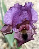 purple aril iris
