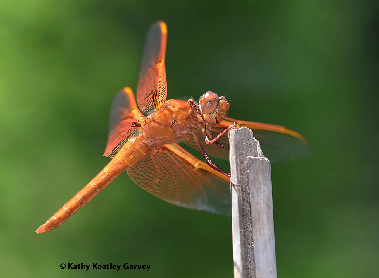 The flame skimmer or firecracker skimmer (Libellula saturata) perched on a stick in a Vacaville garden.