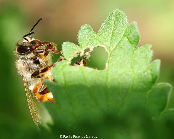 A sick honey bee resting on a leaf.