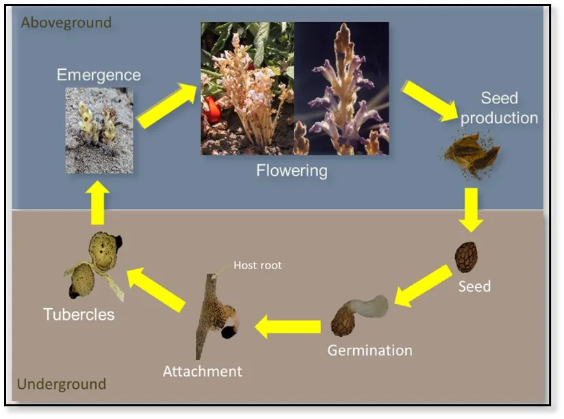 broomrape lifecycle image