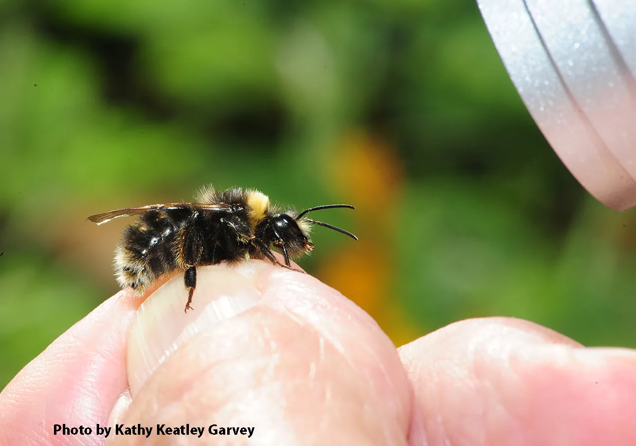A Western bumble bee on a hand.