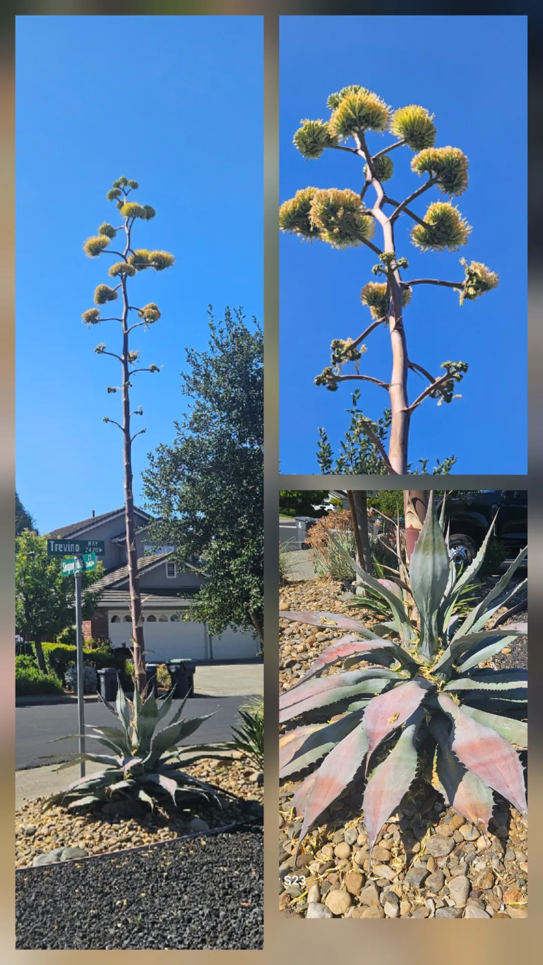 mosaic of pictures of century plant flowers and base of plant