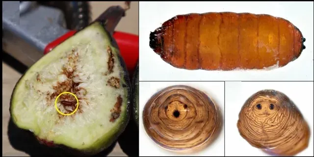 Black Fig Fly pupa in fig, and close ups of pupa outside of fig