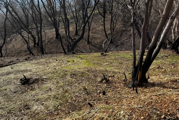 Straw mulch used to control landscape erosion.
