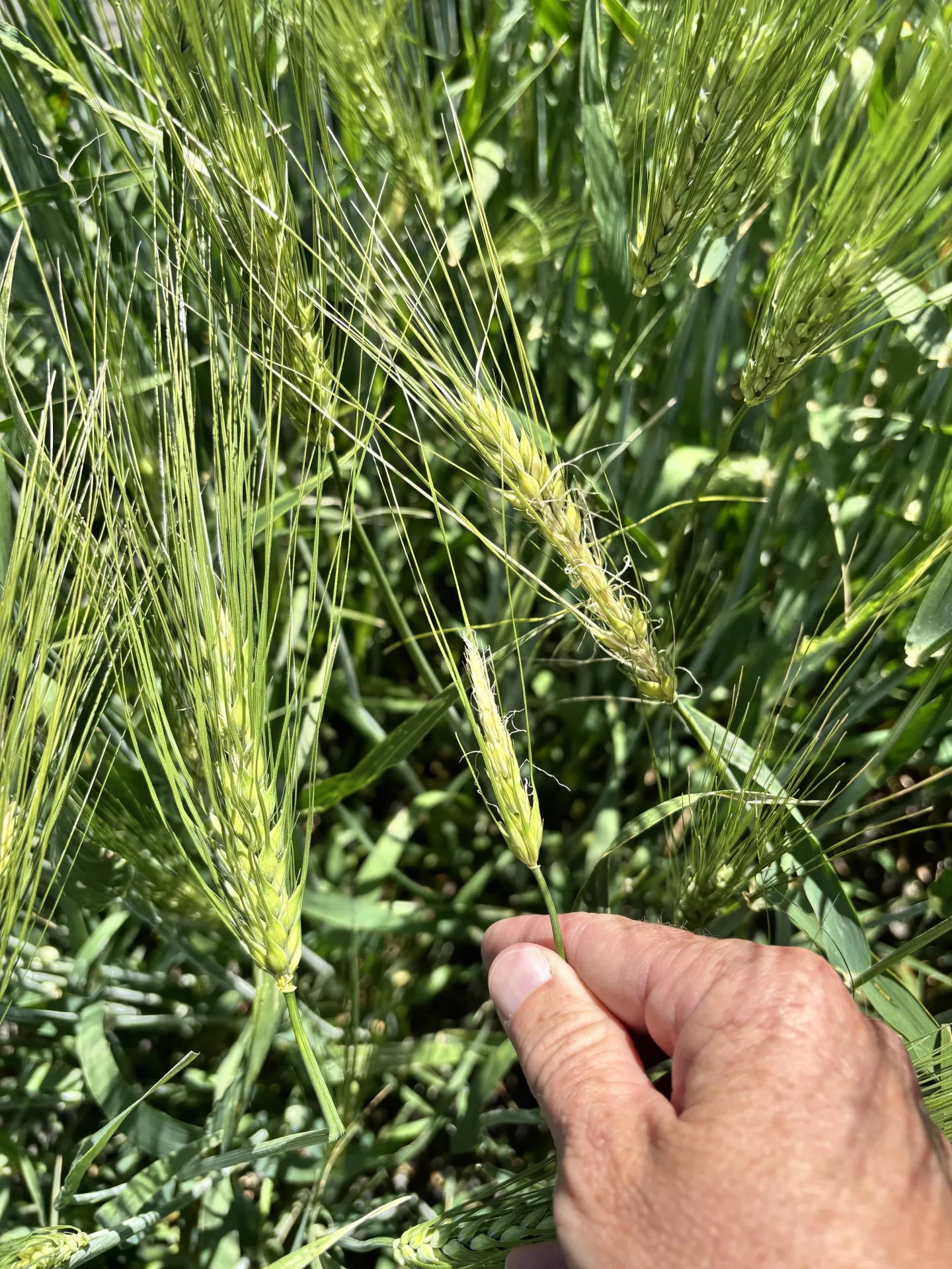 frost damaged barley