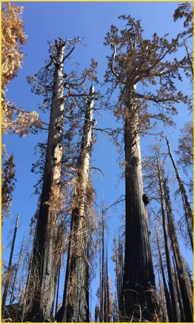 Scorched giant sequoia with a small amount of surviving foliage.