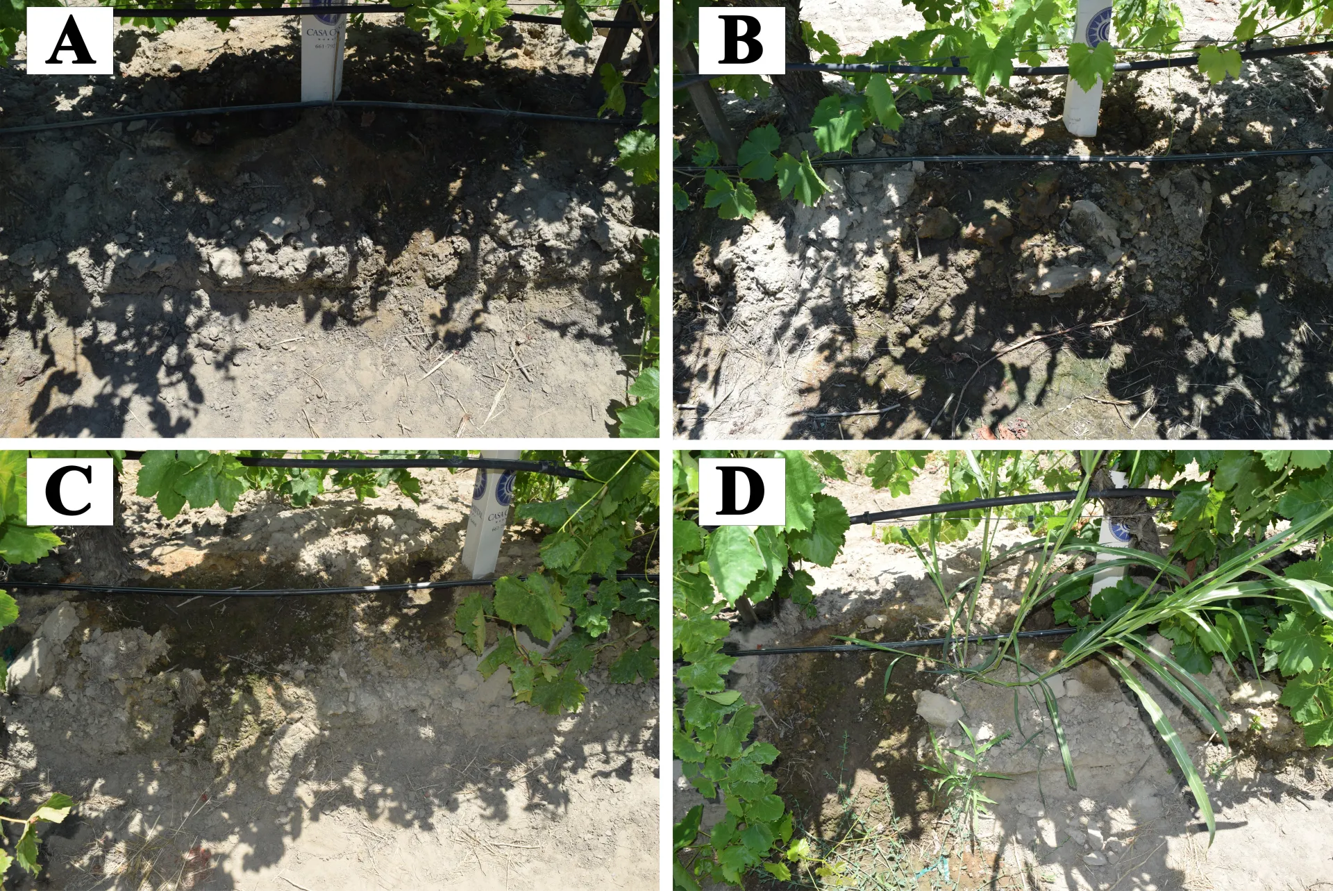 Four tested residual herbicide tank-mixes result in good control of johnsongrass 
