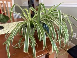 green and white variegated leafed spider plant on top of a counter