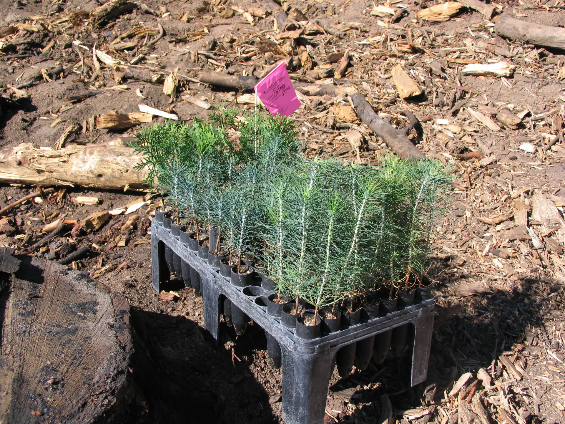 Container grown seedlings at a planting site.