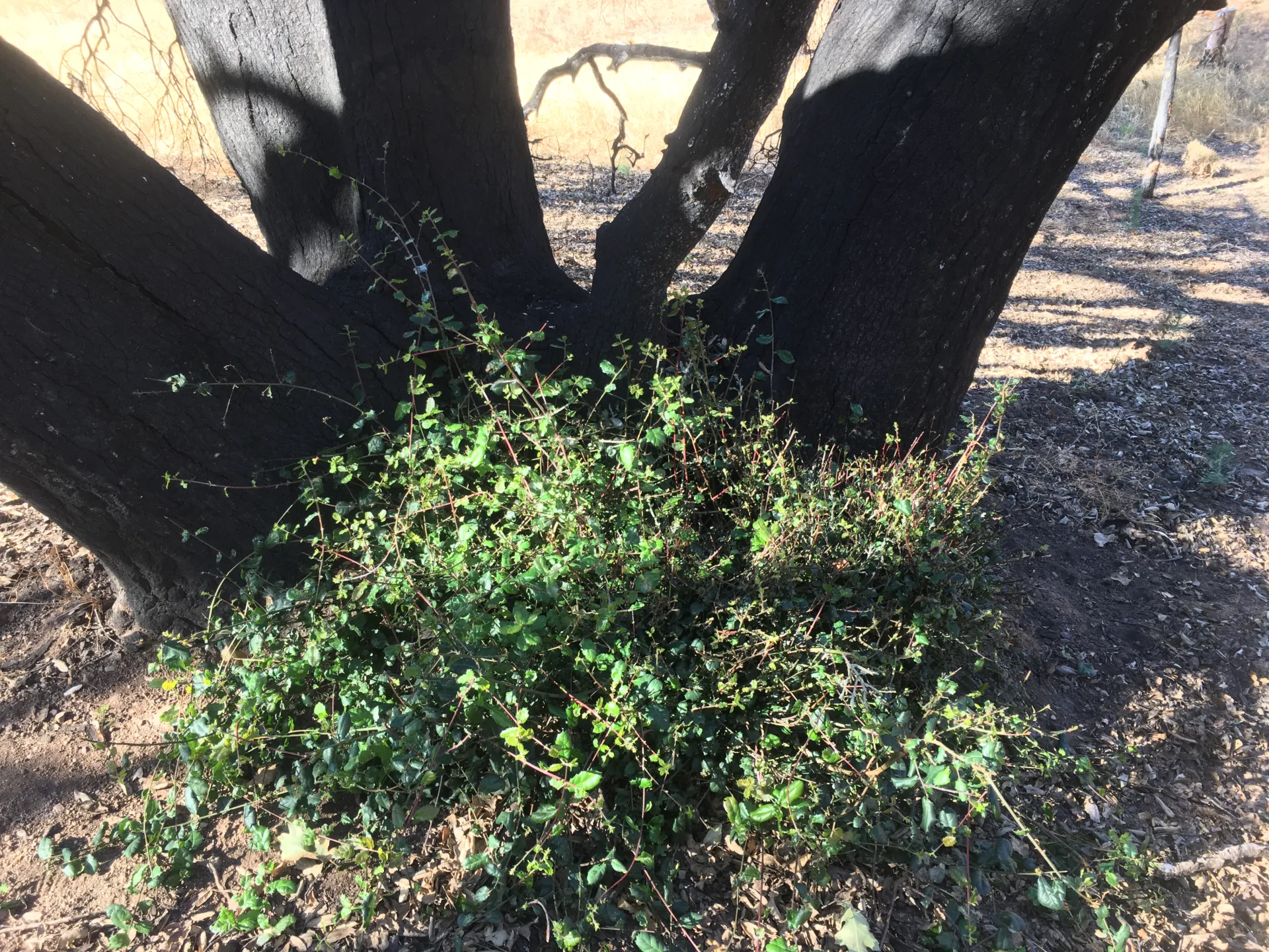oak resprouts at the base of a burned tree.