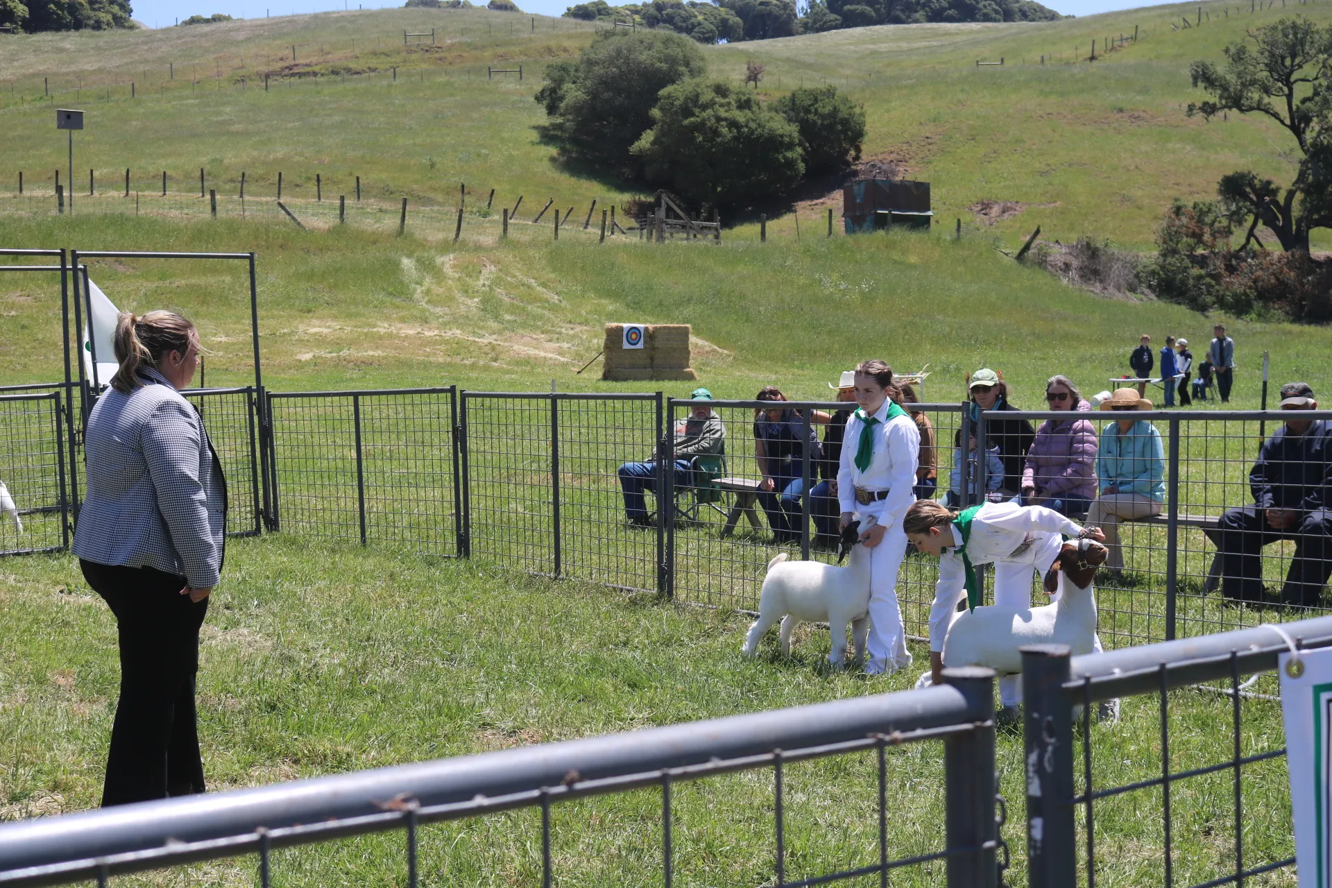 A youth livestock show takes place in an outdoor grass arena surrounded by rolling green hills. Two 4-H members dressed in white show attire with green neck scarves present white sheep to a judge standing across the ring. Spectators watch from benches behind the fence on a sunny day, with fences, oak trees, and a hay bale target visible in the rural background.