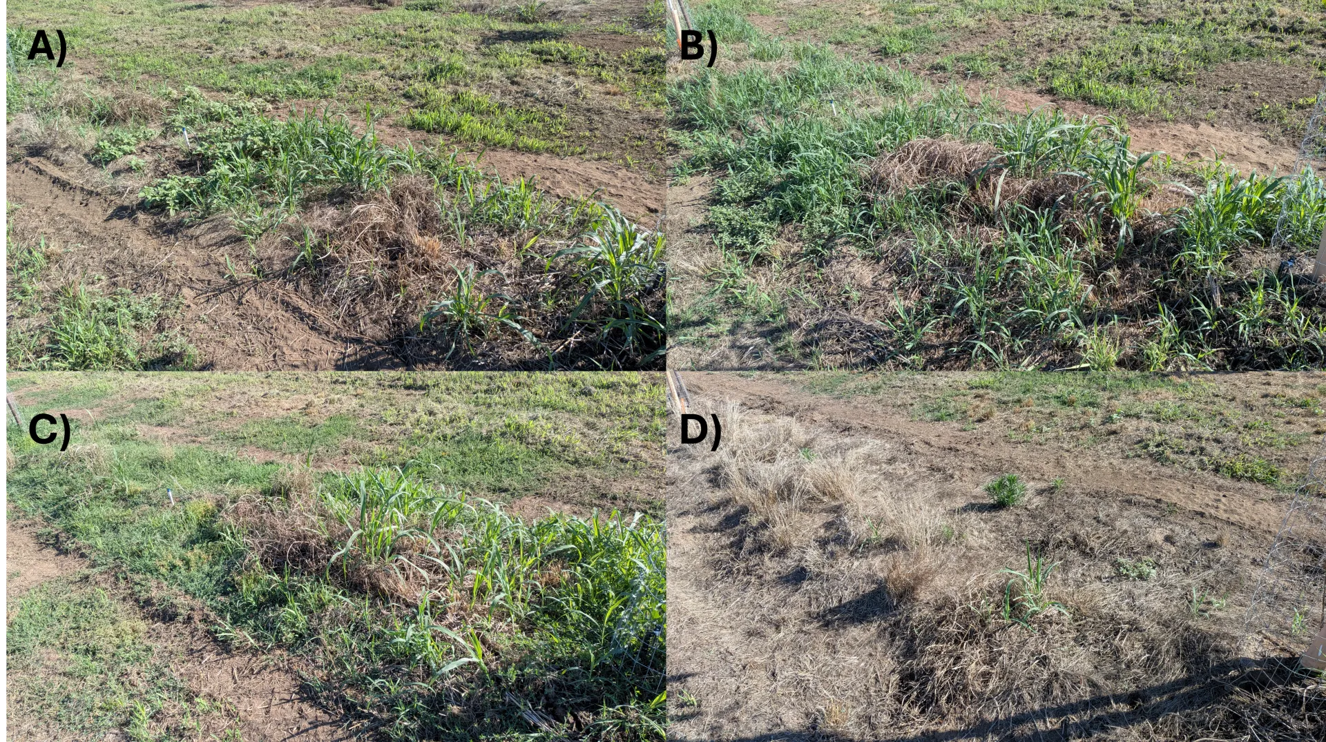 Four plot images are shown, the first three with abundant weed regrowth, and the fourth one with very little regrowth.
