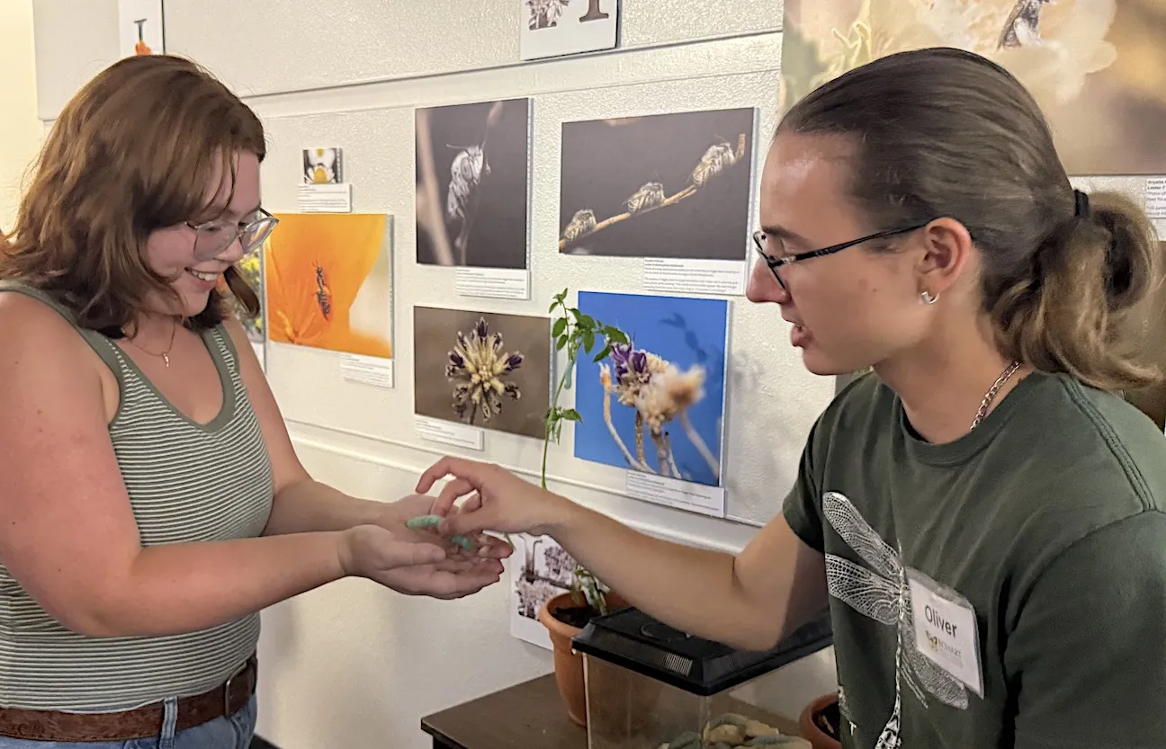 Bohart associate Oliver Smith hands a hornworm to Mason Young, a third-year student at Napa Valley College.