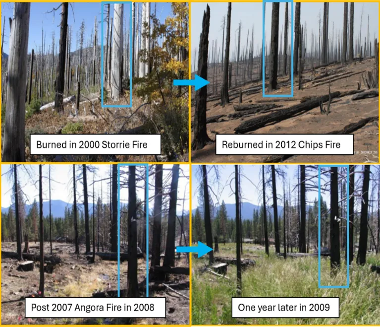 Vegetation change and burn severity following the Chips and Angora fires.