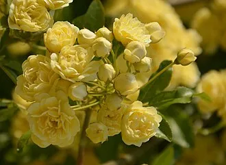 Bunch of yellow roses