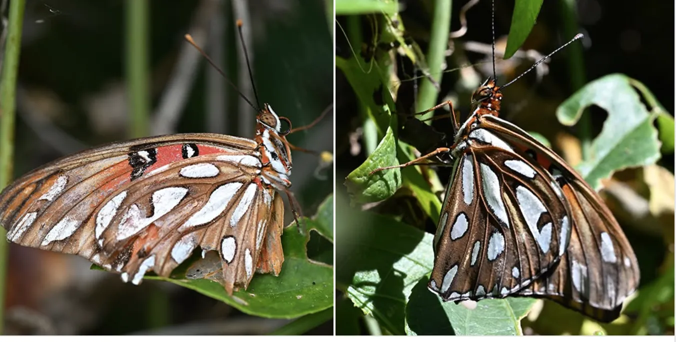 Side views of a doomed Gulf Fritillary and newly eclosed one.