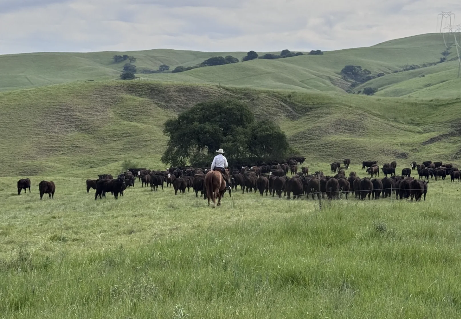 Man riding horse moving cattle on a rangelands