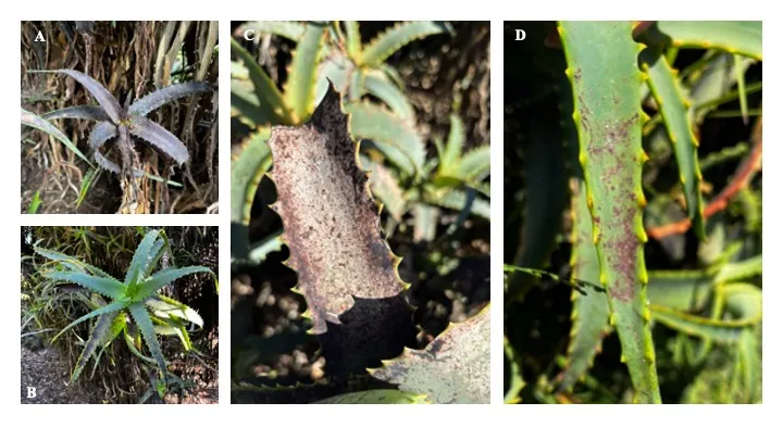 4 pictures of aloe thrips feeding damage on Aloe arborescens. Figure 1A shows severe damage, with damage on every leaf. Figure 1B shows minimal damage on only a few leaves. Figures 1C and 1D show close-ups of the damage on a singular leaf.