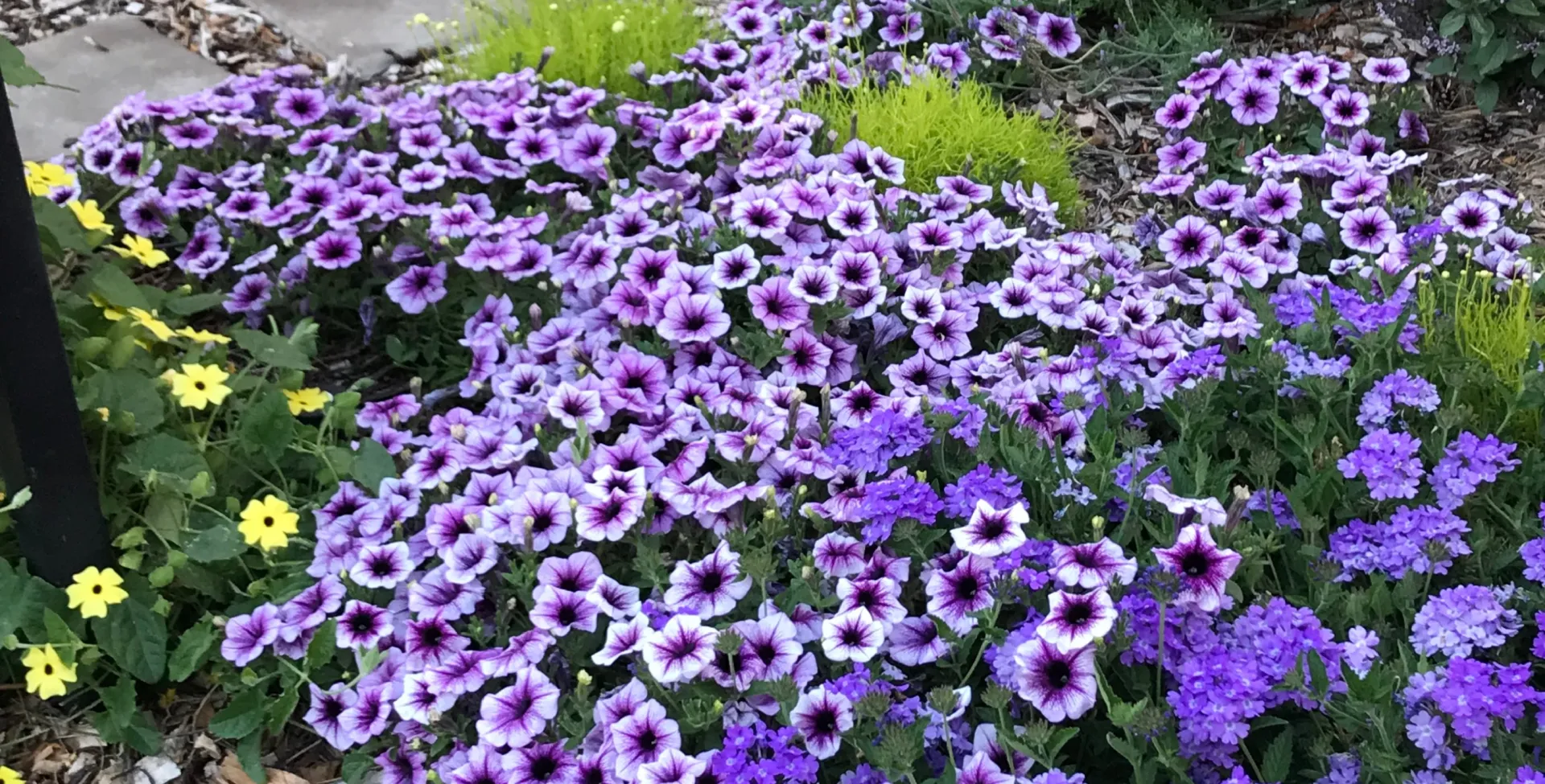 Purple petunias growing in a flower bed.