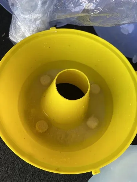 Torula yeast tablets in McPhail-type trap