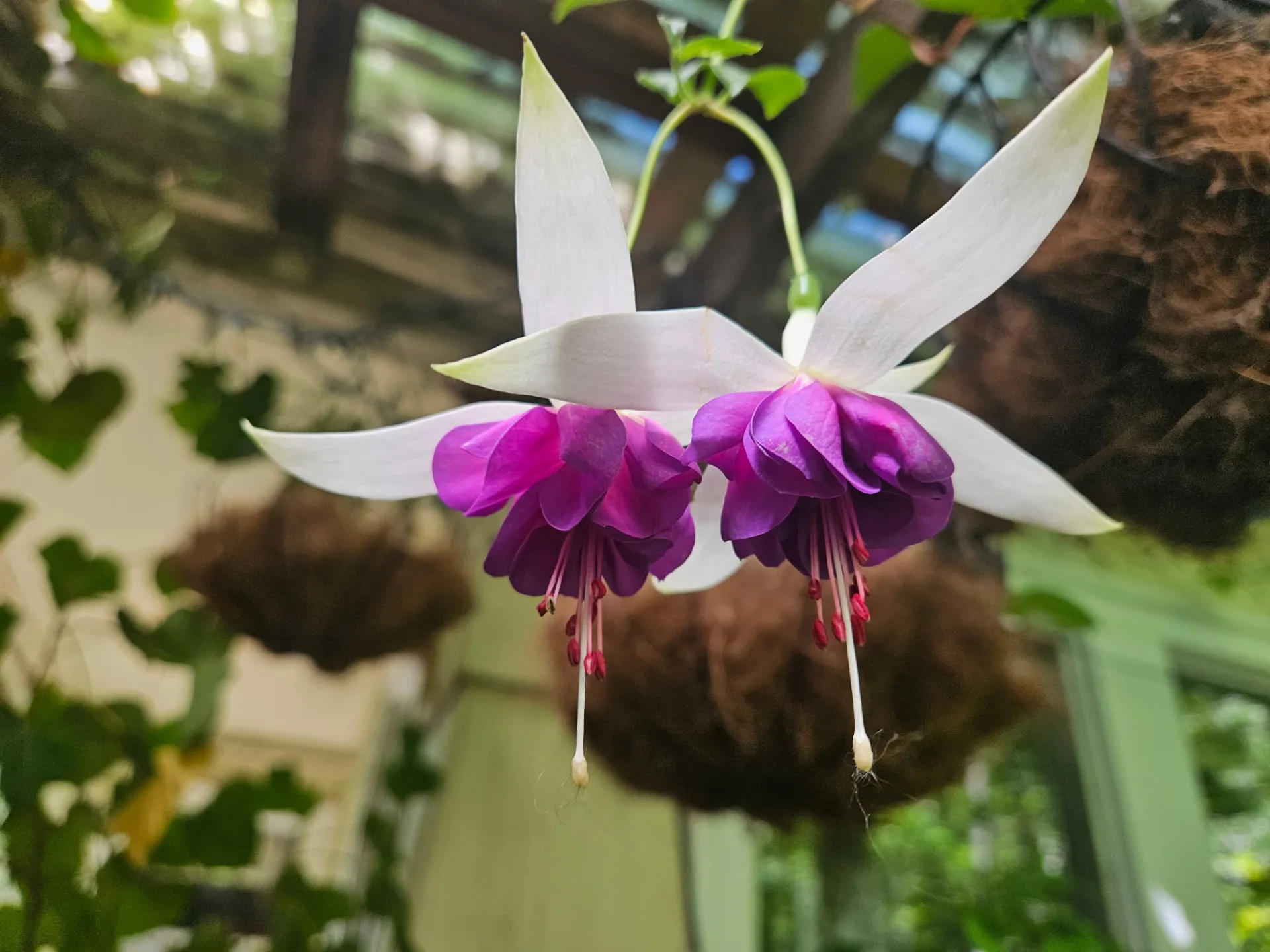 two striking white and purple fuchsia flowers
