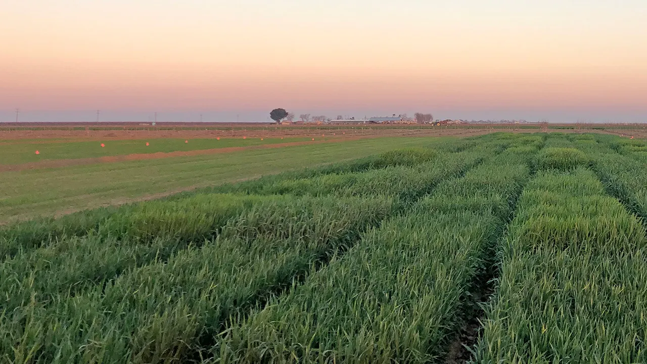 Warm colors of the horizon sky above green fields of winter grain crops