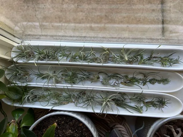 airplants displayed in long, trough-like containers