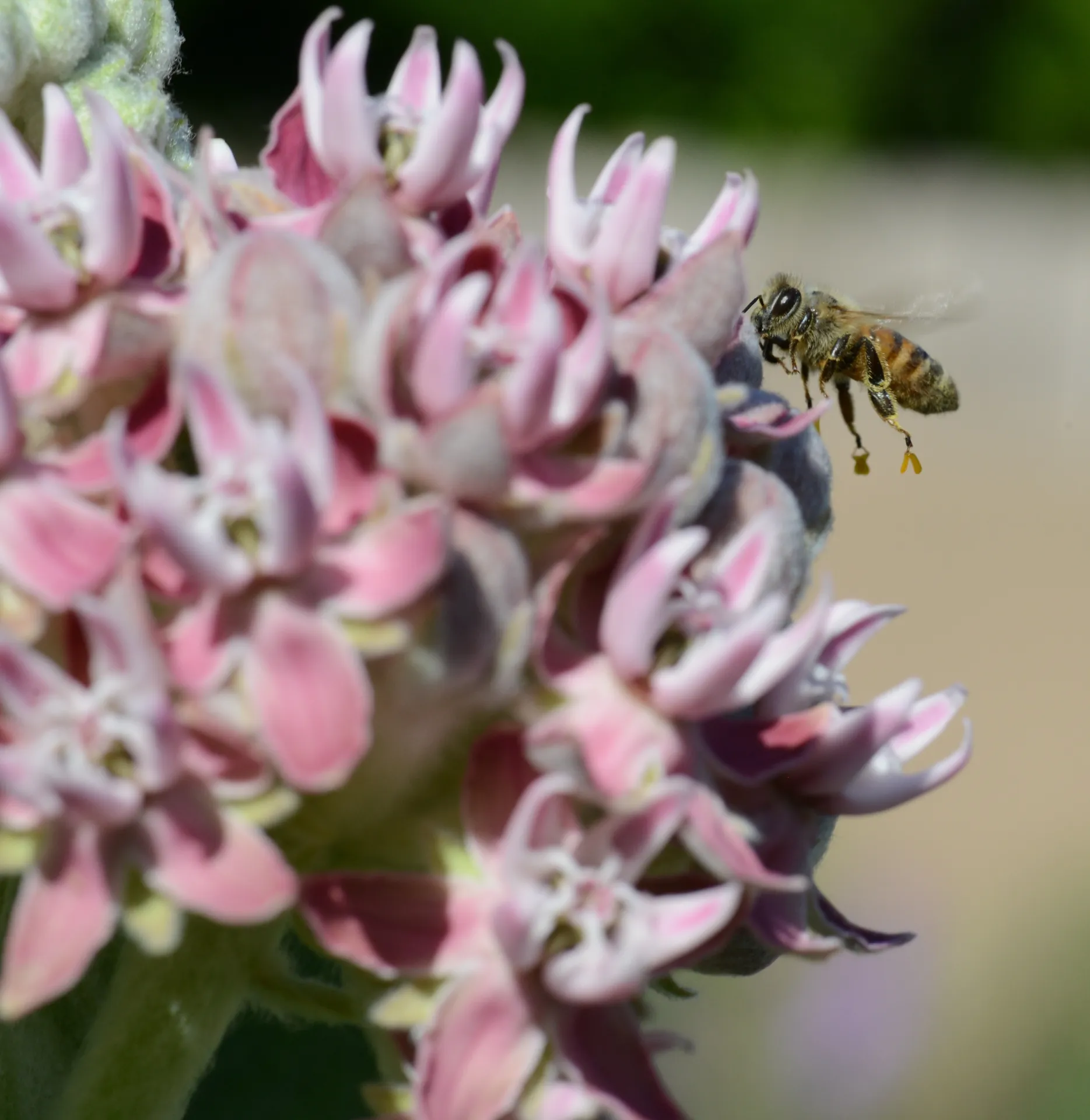 Honey bee with sticky pollinia on its feet. (Photo by Kathy Keatley Garvey)