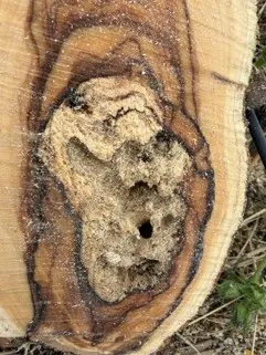 beetle infested rotted wood