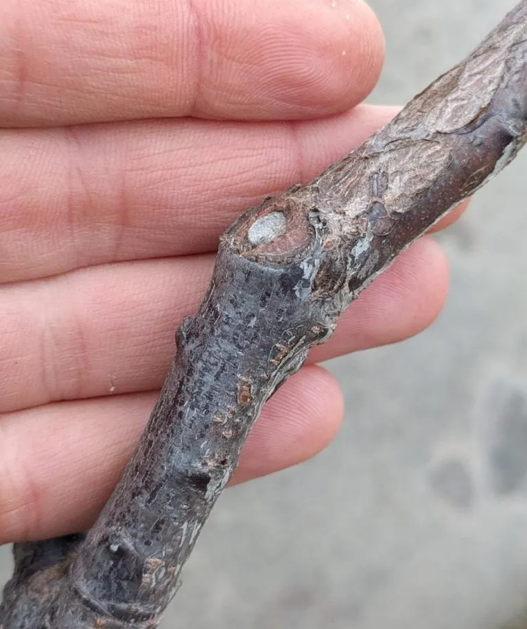 branch collar