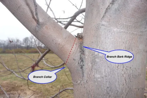 branch collar