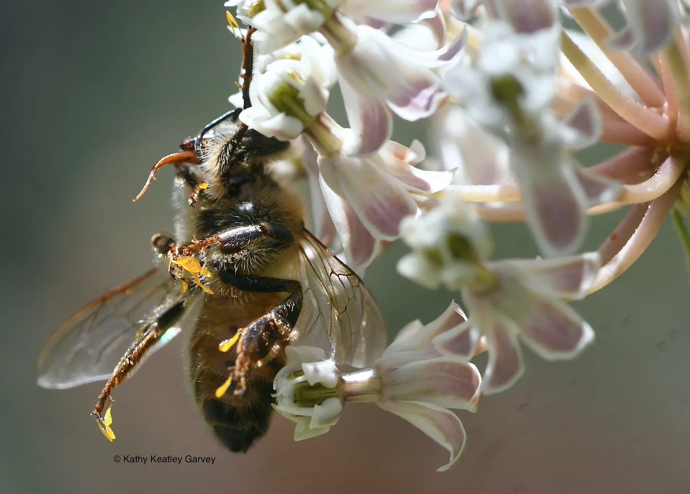 Dead bee in showy milkweed. (Photo by Kathy Keatley Garvey)