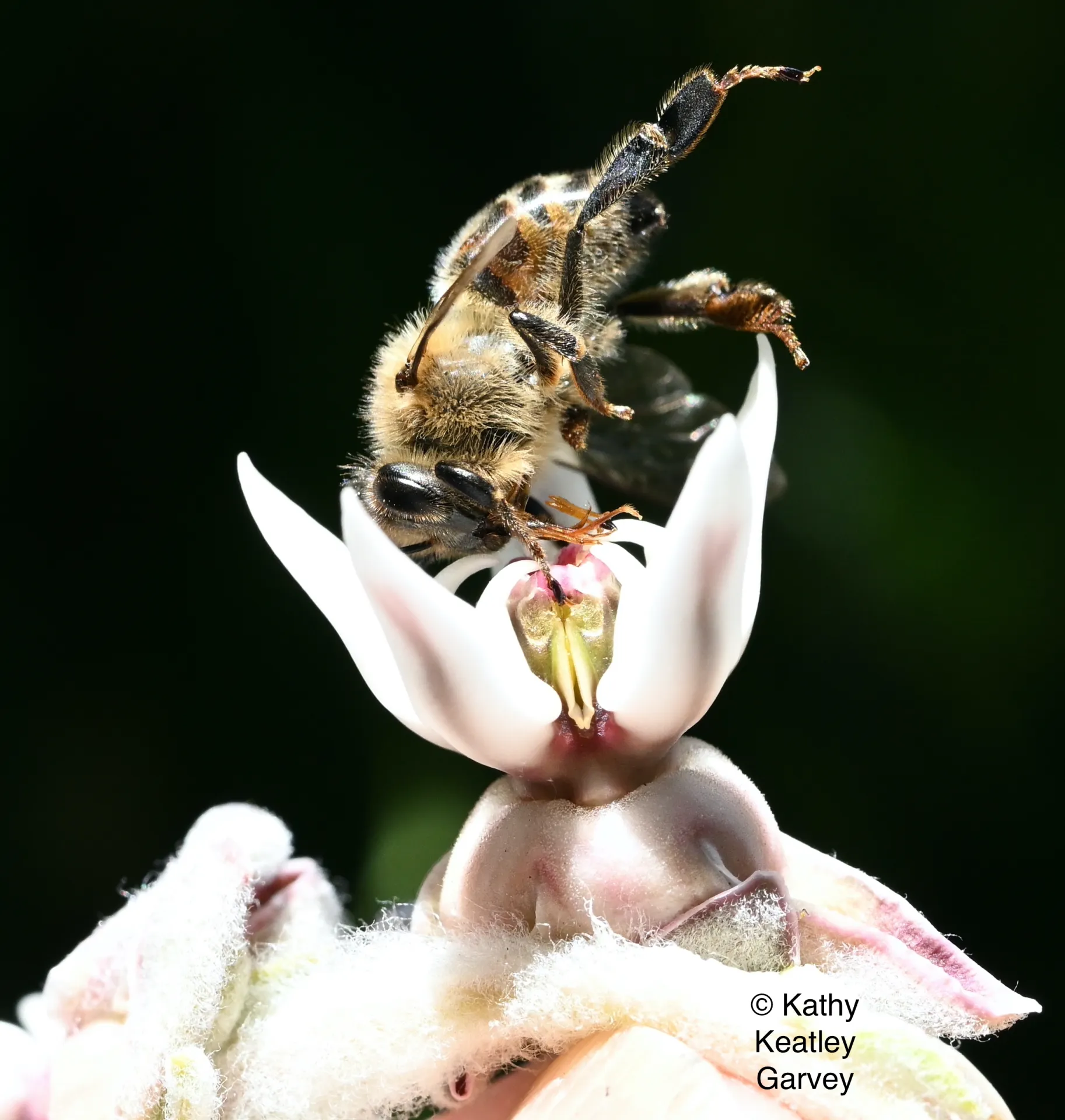 A dead honey bee in a showy milkweed on the UC Davis campus. (Photo by Kathy Keatley Garvey)