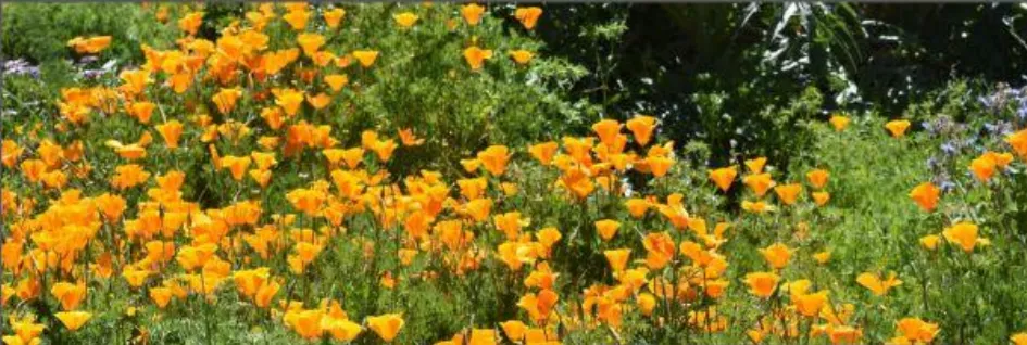 field of poppies in bloom