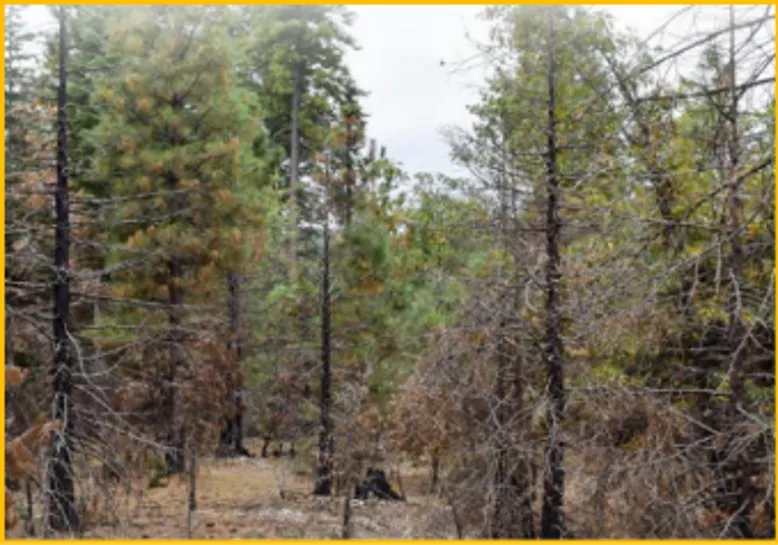 Twelve year-old stand burned in dry conditions that killed 69% of young trees