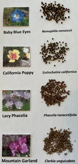 four California wildflowers and seeds