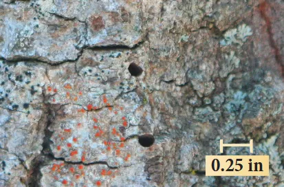 Gold spotted oak borer exit holes on a tree trunk. Holes are shaped like the letter 'D'.