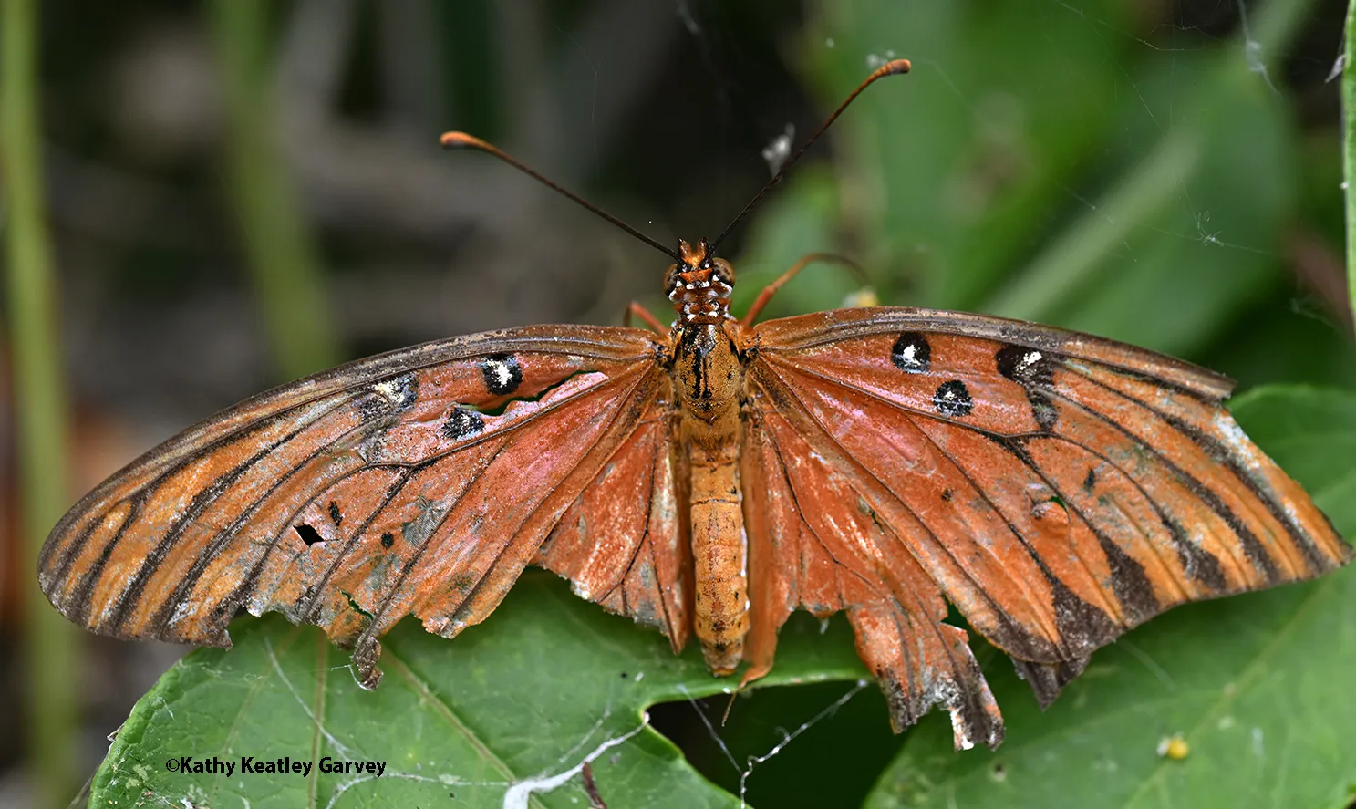 Tattered Gulf Fritilliary on its host plant, Passiflora.