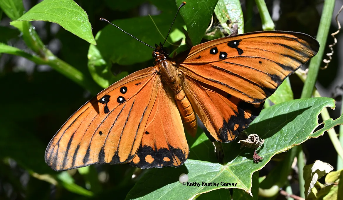 Newly eclosed Gulf Fritillary on Passiflora.