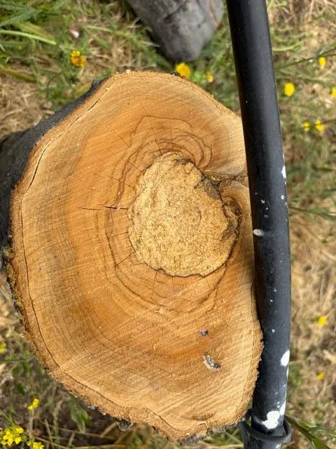 growth "ring"