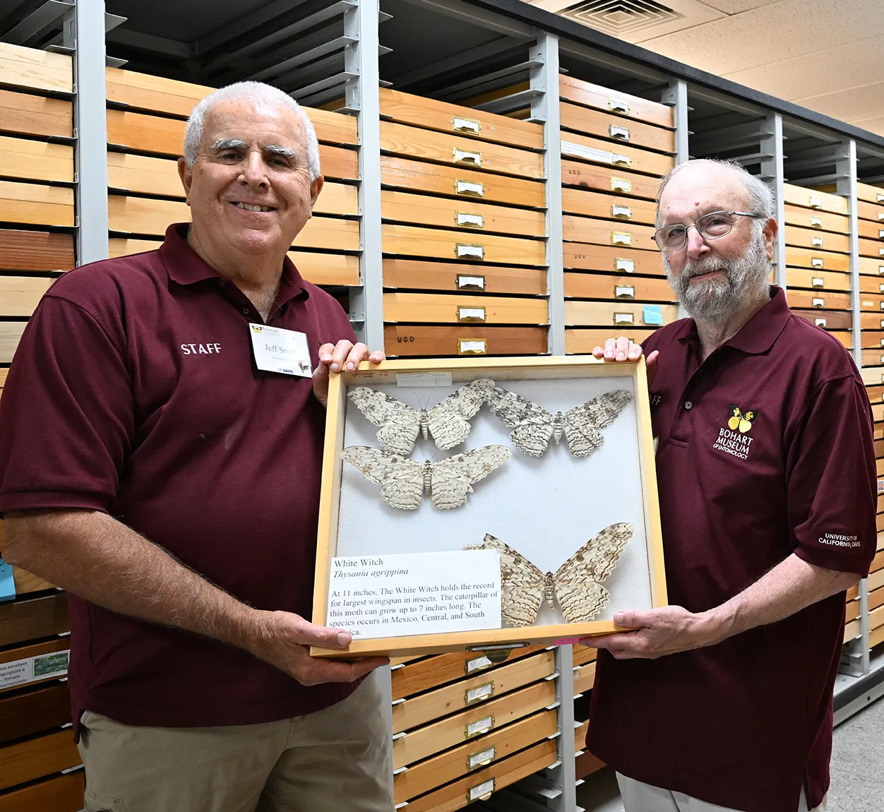 Lepidopterist Jeff Smith (left) curator of the Lepidoptera collection at the Bohart Museum of Entomology, and Lepidopterist John "Moth Man" De Benedictis, Bohart Museum research associate, show "white witch" moth specimens, Thysania agrippina, in the family Erebidae. (Photo by Kathy Keatley Garvey)