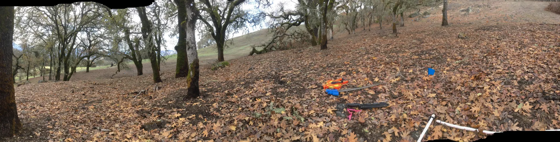 Oak woodland that has been burned at low severity.